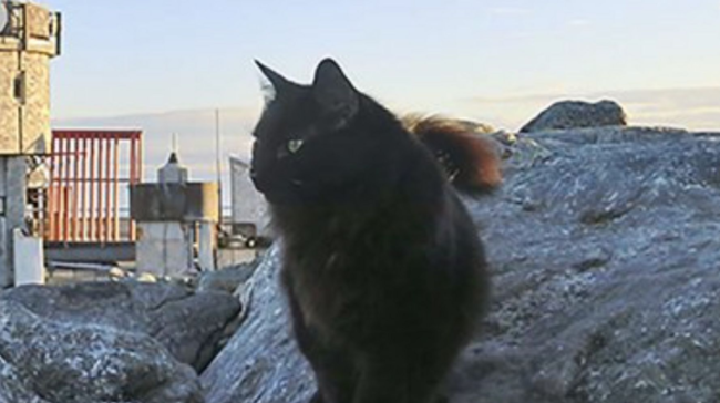 Cat Mascot At Northeast’s Highest Peak Dies After 12 years On Duty 2 5fa9caa5240000d0229ae502