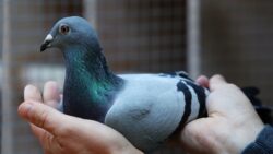 Belgian Racing Pigeon Flies Past Record In Auction 2 5fb2dab82400000a4c61fcc0