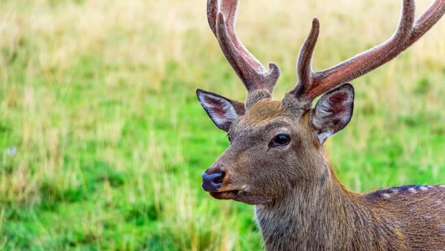 5fbd9e612100005204ed1286