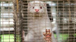 5fbf95a22100005e04ed1409