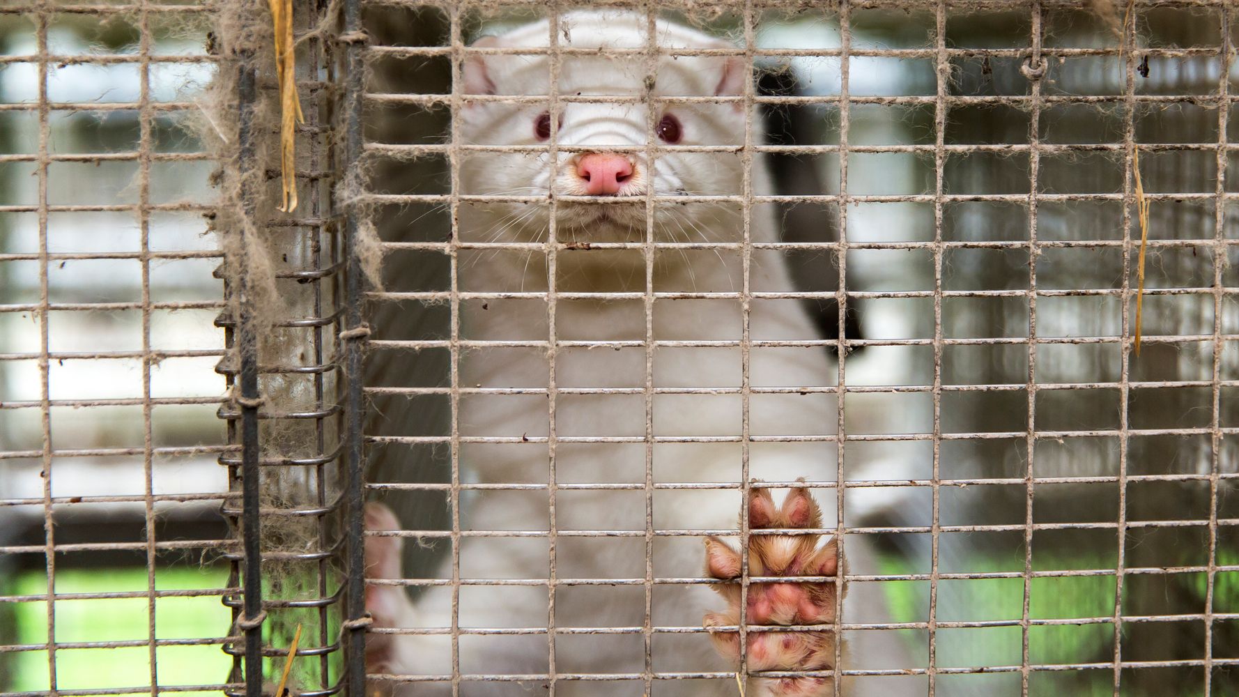 5fbf95a22100005e04ed1409