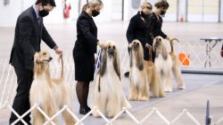 5fc035d8230000d704400991