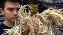 Thai Researcher Studying How Chicken Feathers Can Beef Up Menus 2 5fda3788270000a91d515309