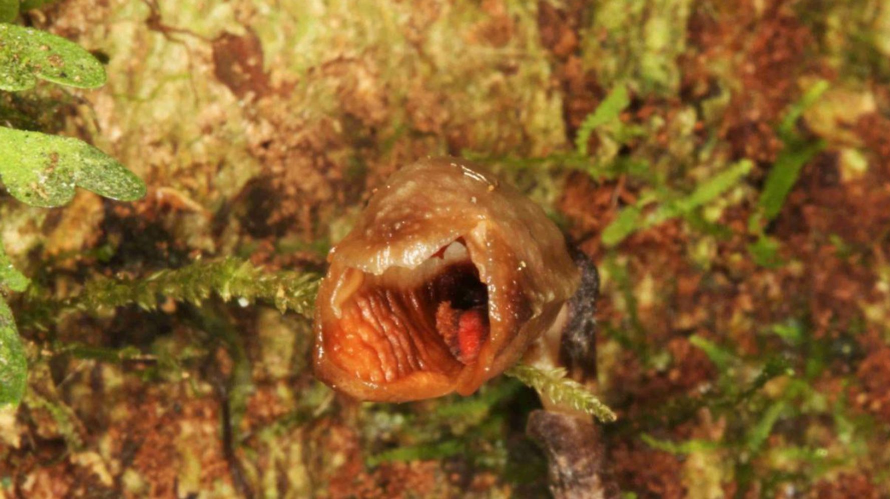 5fdbb9292000005c00bb732e