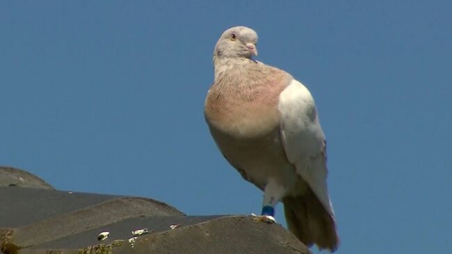 60022e5a2500003400e231b2