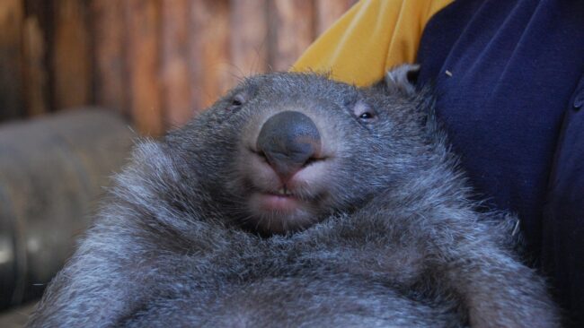 Scientists Now Know Why Wombat Poop Comes Out In Cubes 2 60148212410000530042db20
