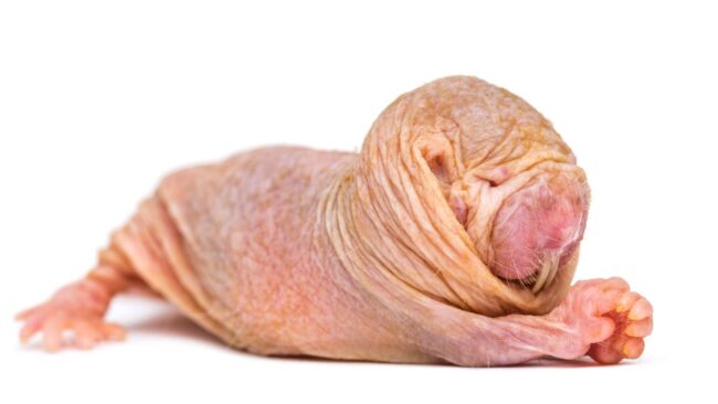 Naked Mole Rats Have Unique Dialects And Are 'Incredibly Xenophobic,' Study Finds 2 6015930c4100005b0042db60