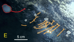 602c43512700003f02681c8e