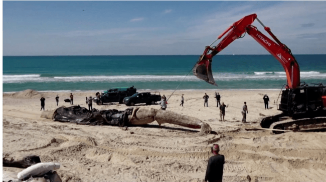 Israel Closes Mediterranean Beaches After Oil Spill Devastates Coast 1 6033a5452400009e01cbc958