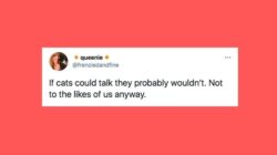 23 Of The Funniest Tweets About Cats And Dogs This Week (Feb. 20-26) 2 60397b85270000b5078c57fa