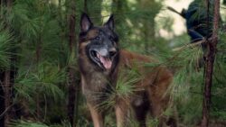 60462c07270000a2188c6571