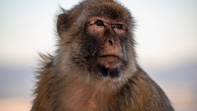 2 Dozen Monkeys Escape German Zoo For The Day 2 60717c2c2600006000b4040a