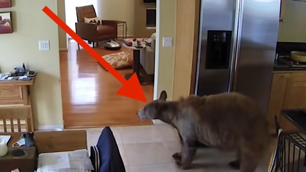 60794667220000ac0df04d12