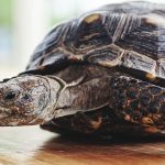 60819553260000c02bb41496