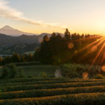 Rakuten and Beyond Next invest $1.4M seed funding in farm-to-table startup Secai Marche – TechCrunch 2 GettyImages 1215506236