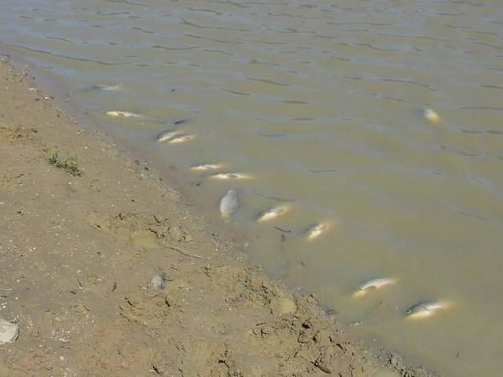 ‘Large’ fish kill in Missouri actually has benefits, officials say. What are they? 1 4804786b99d6bfaa291901bbcfbae9bf