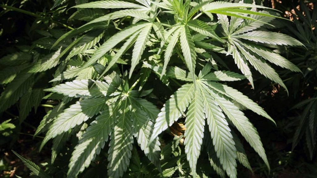 Plant trimmer for $10 million illegal Missouri marijuana farm will serve years in prison 1 da0e8bc21e82d53b03d7250d05f03c9c