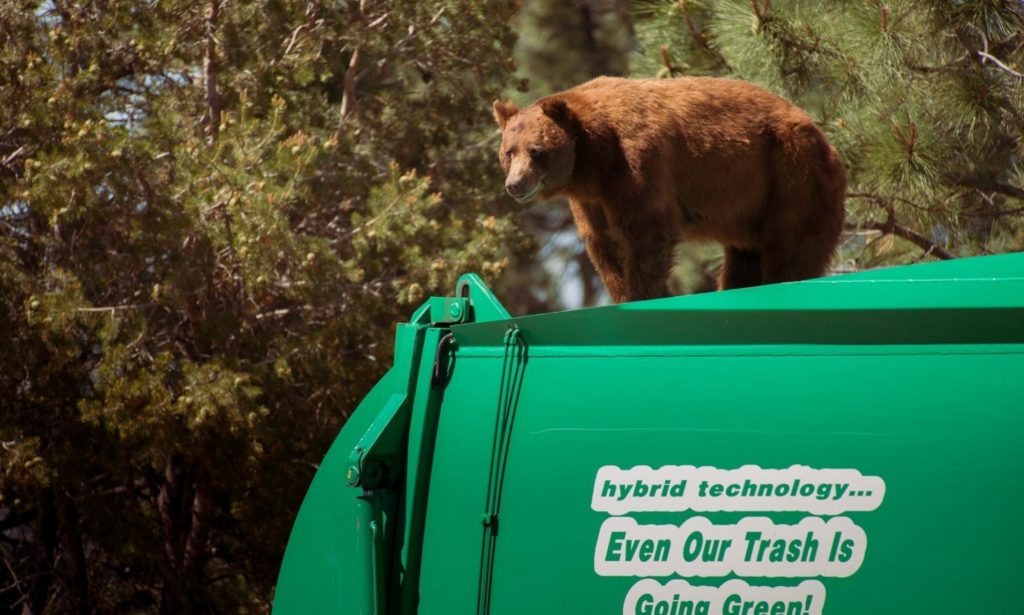 California man sues over injuries after bear surprised him in dumpster 3 062a1c73cefc61b25114570d4ceb36b5