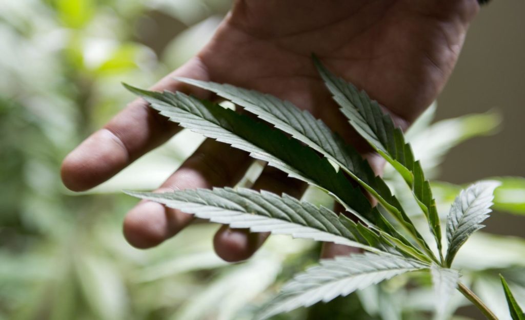 With recreational marijuana legalized in many states, companies rethinking drug testing policies 1 36cc7fe23467a8909e725e09ed46ccc1