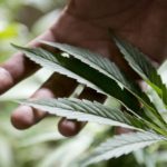 With recreational marijuana legalized in many states, companies rethinking drug testing policies 4 36cc7fe23467a8909e725e09ed46ccc1