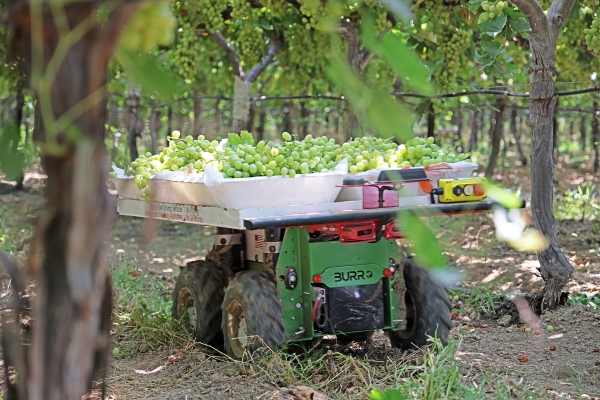 Burro SP 3 8 23 2021