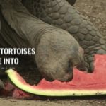 Giant tortoises settle into new home 3 61602c65309e6d28efceb9d4 o U v2