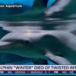 Winter the Dolphin died from intestinal torsion, vets say 3 6191279e7cfab42a9c311da2 o U v2