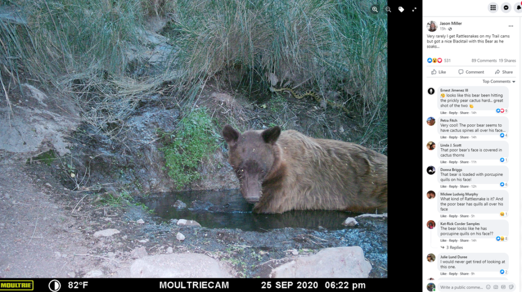 Imagine seeing a bear and a rattlesnake together. It happened in Arizona, photo shows 1 fa3ada44196fa3451ebf540b28806058