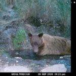 Imagine seeing a bear and a rattlesnake together. It happened in Arizona, photo shows 4 fa3ada44196fa3451ebf540b28806058