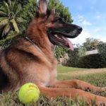 Pet names trends inspired by TV and pandemic 3 61a89669cf09e433d9a369f9 o U v2