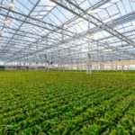 Gotham Greens Davis Interior Credit Gotham Greens 1