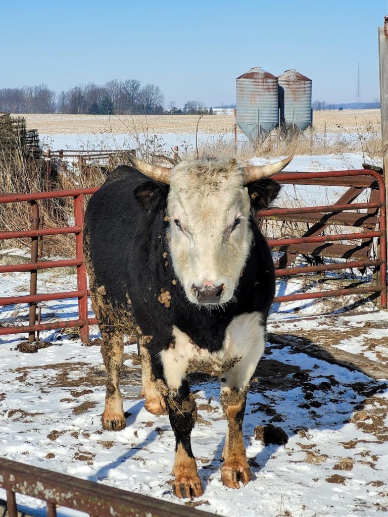'He was just standing there next to the barn:' Wayward bull's owners sought 3 57c534eb49f3202cbb3b543a94e05157