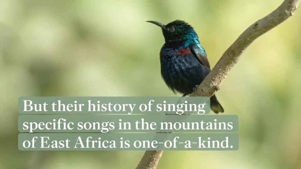 "Sky Island Sunbirds" Have Been Singing the Exact Same Tunes for One Million Years, According to a New Study 1 61e1cde0c1623c0001875d9c 1280x720 FES v1