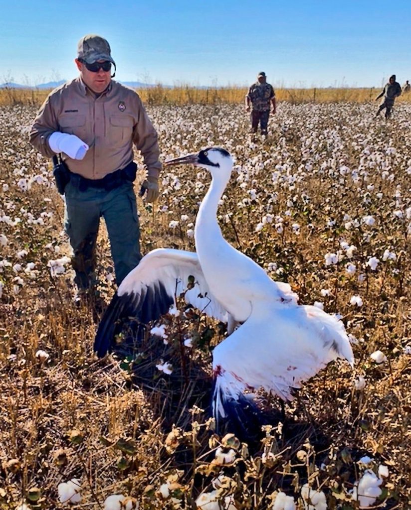 Oklahoma game wardens still investigating deaths of whooping cranes 2 b23ab084985da073d744d9c4beb0e21d