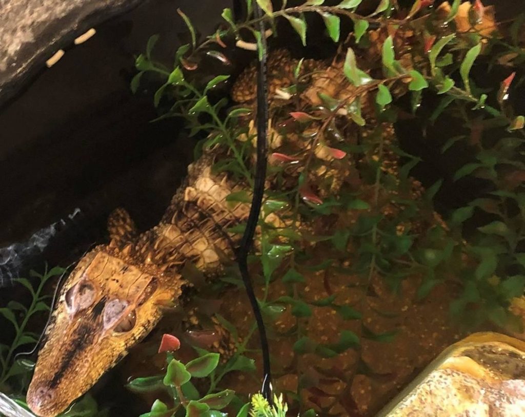 3-foot-long creature with scales found during drug bust at Texas home, cops say 1 fd4dd3eaaf431908b06d690f9ddde96c