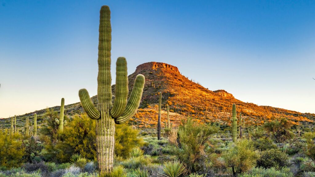 6226493b21000000085032af