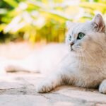 Should I Take My Cat Out In This Heat? 2 62e14a45210000adb35f0f1f