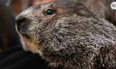 Groundhog Day 2023: When It Is and How the Tradition Began