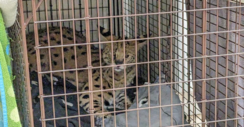 6408c3be2300003e0128667b