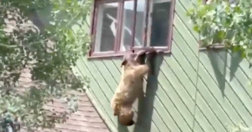 64941074200000600043ed8e