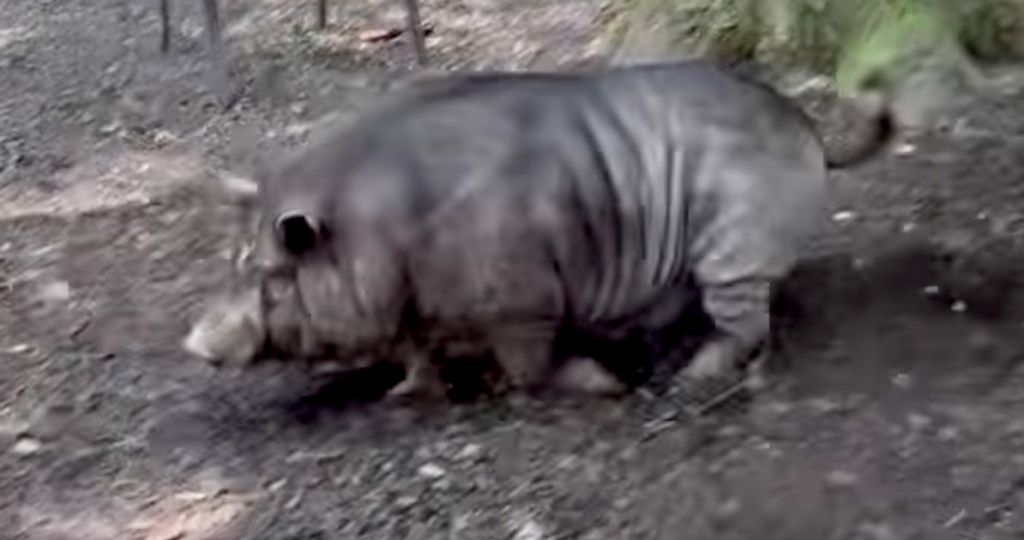 649570f02100001c00f6e47c