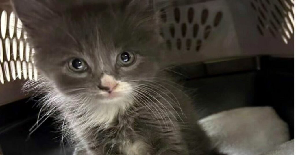 Kitten Found In Stolen, Crashed Car Belongs To Suspect 2 64df8a87230000580045dd08