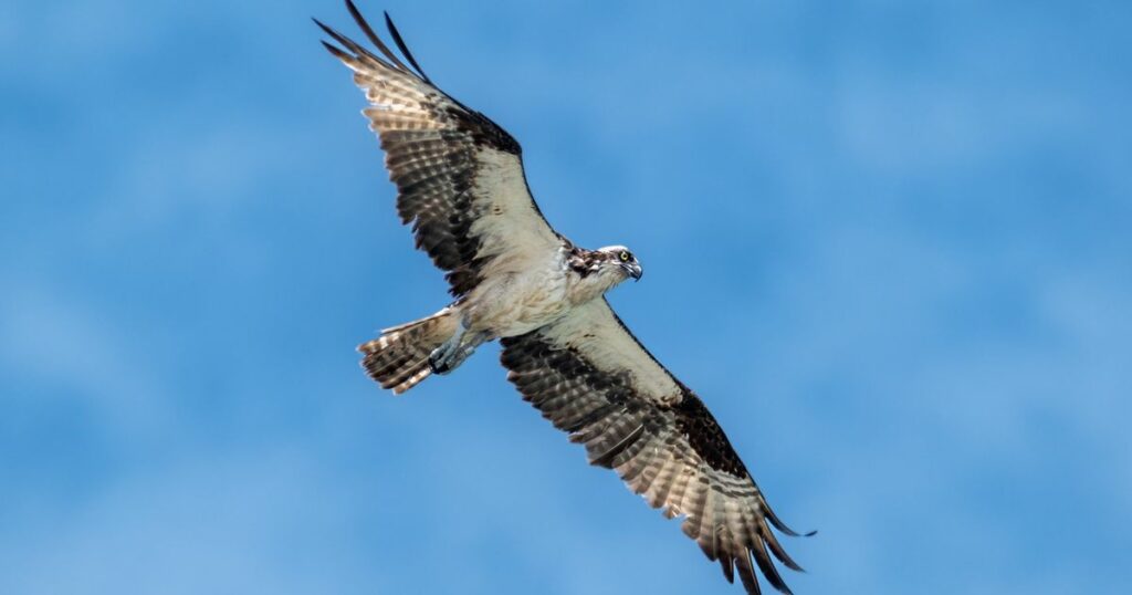 64e325482000003000c4ffa7