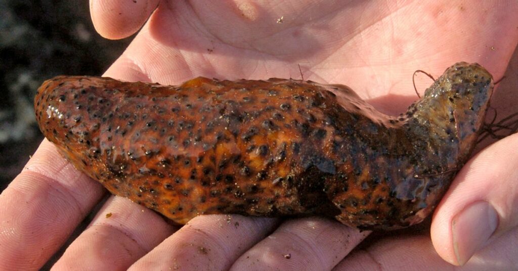 64f2313f2200001c00f453f6