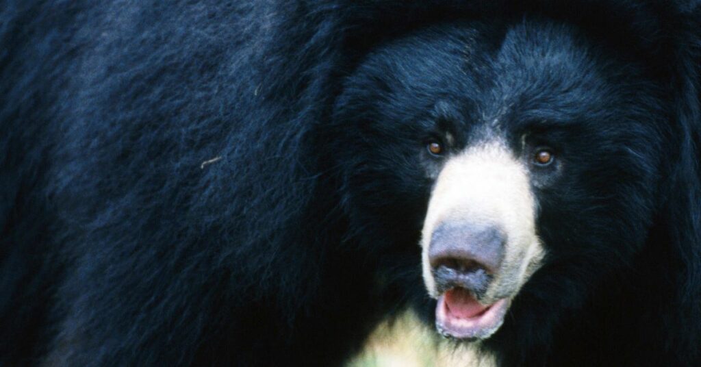 65088a7323000031008a865f