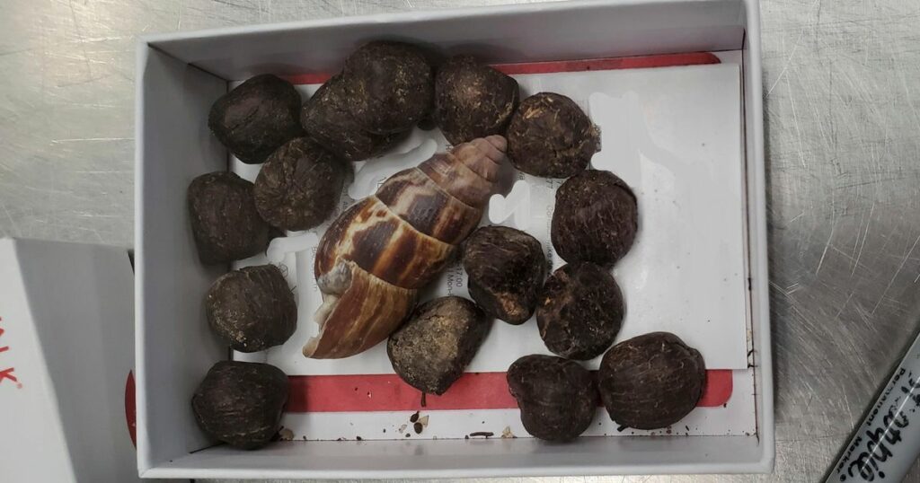 652029272400003100321ead