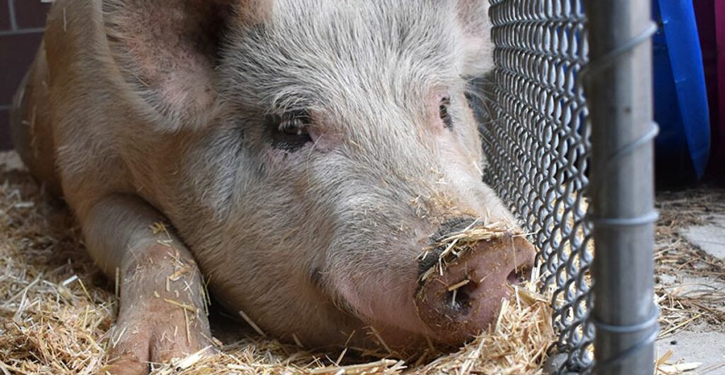 65203ccf2300001f0038c45e