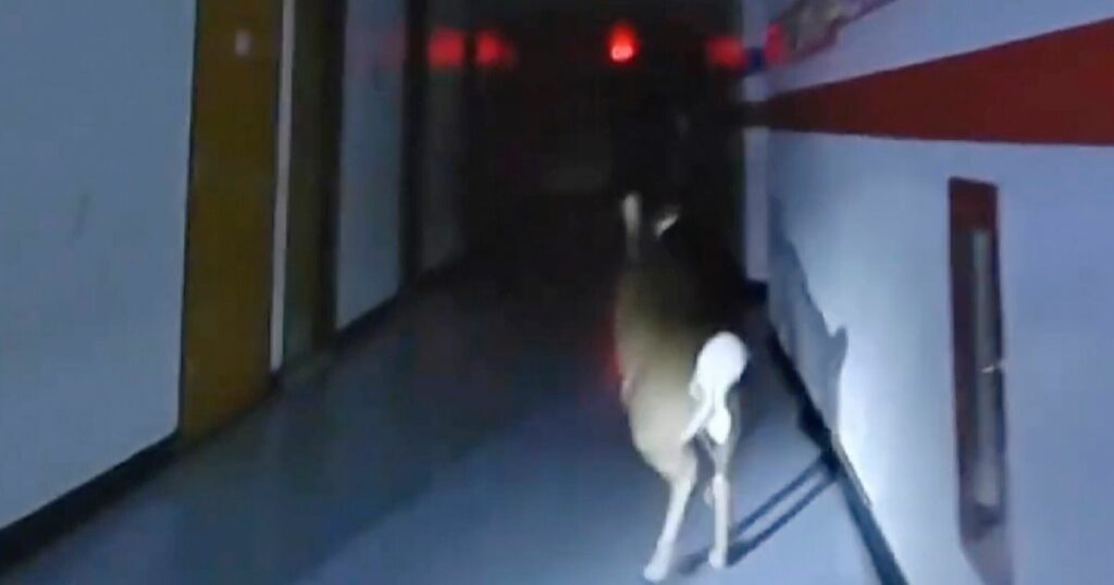 656f59852200008d1518f32f