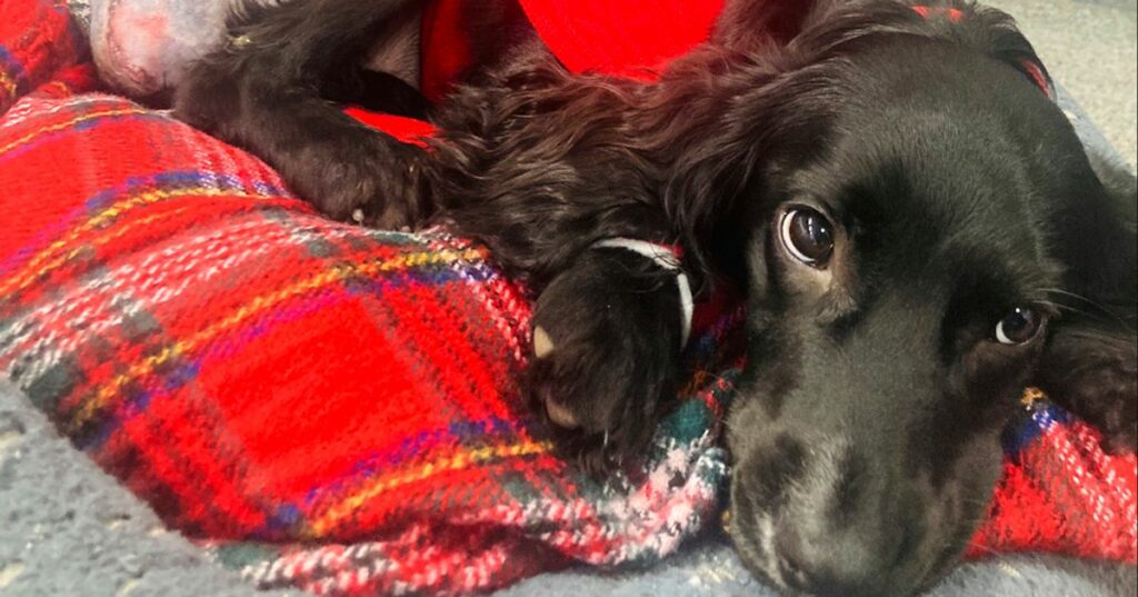 6-Legged Spaniel Has Extra Limbs Removed 1 65ae9cf82200001d00fb0750