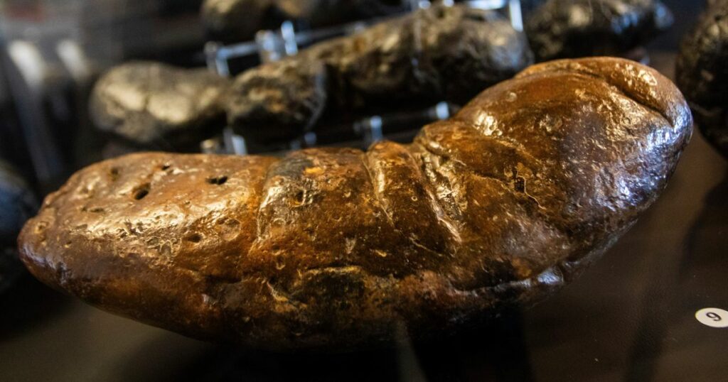 Arizona's 'Poozeum' Teaches Science Using Fossilized Feces 1 6682e73026000035007cdbad